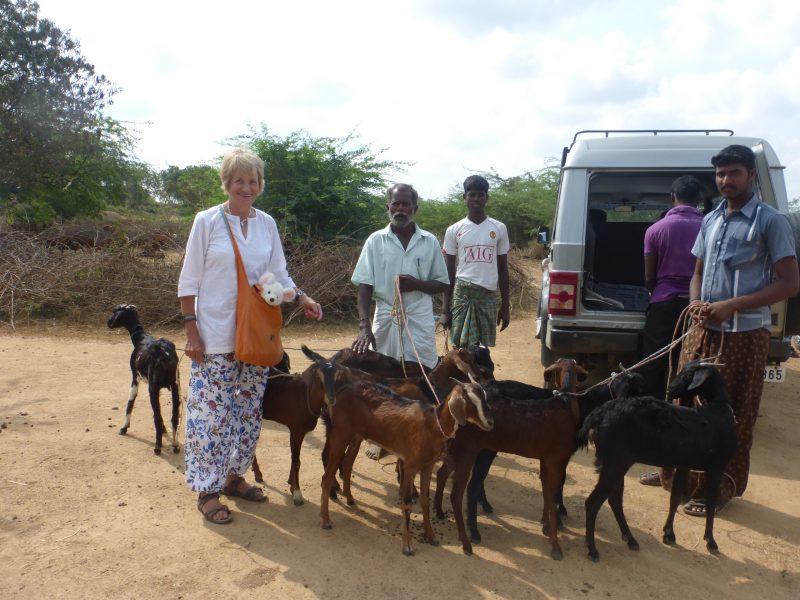 RAKHI Foundation, Arrivée des chèvres au village